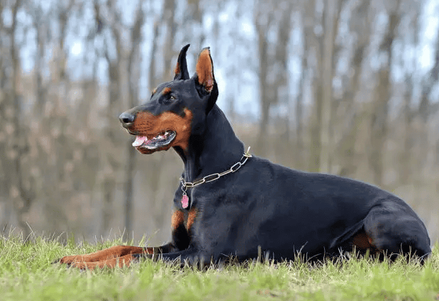 doberman